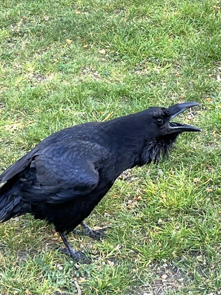 Tower of London - Raven With Something to Say