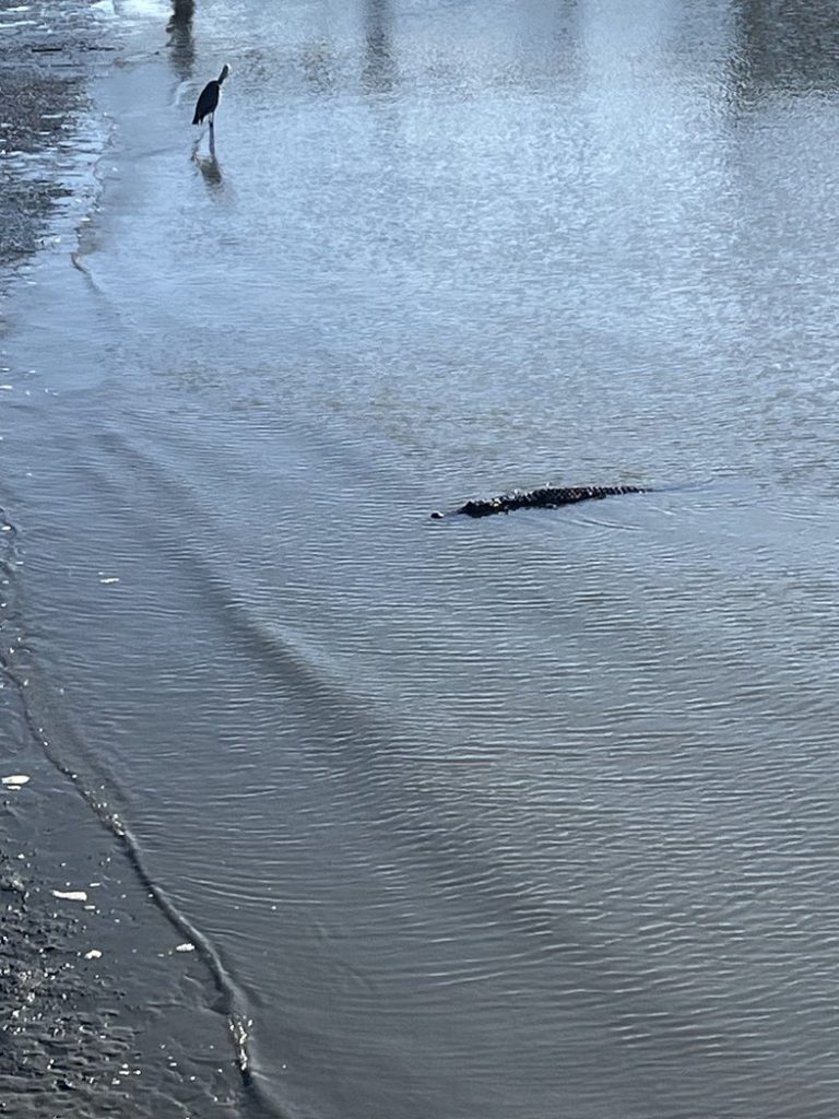Alligator & Heron in Skull Creek
