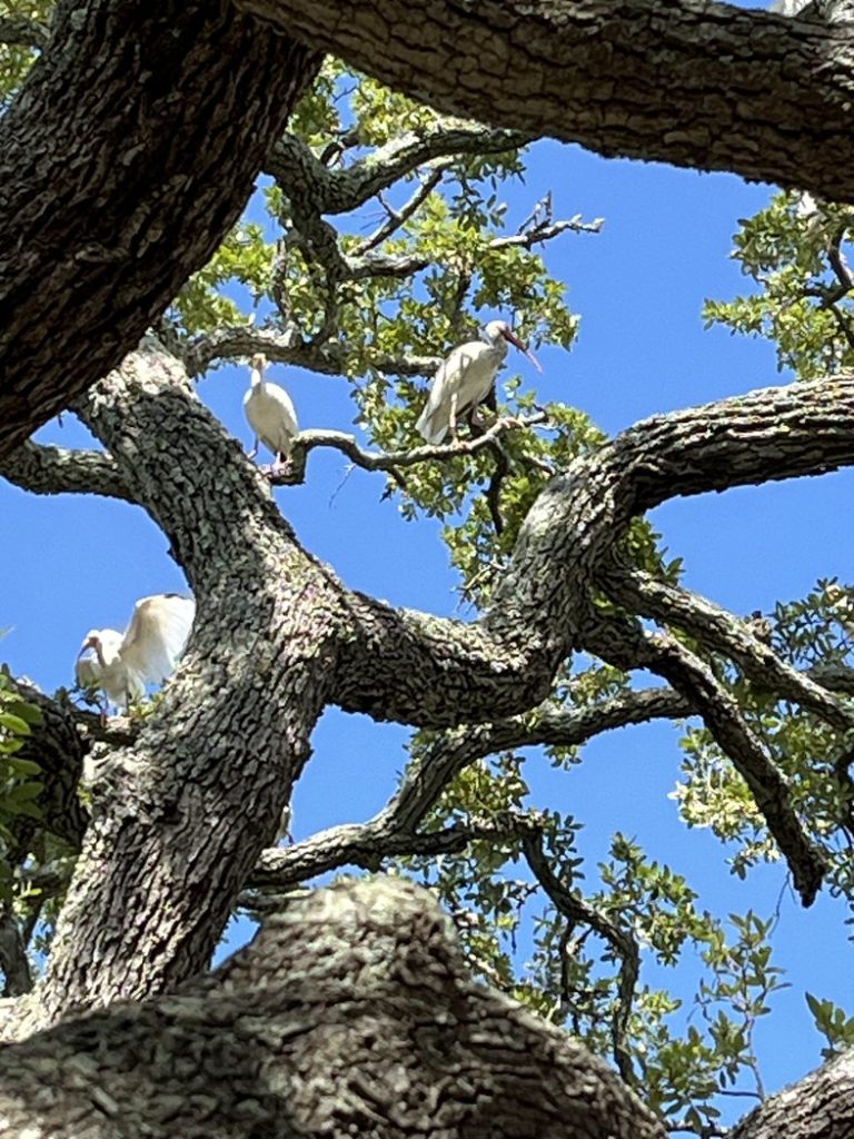Ibises in a Live Oak at Disney's HHI Resort