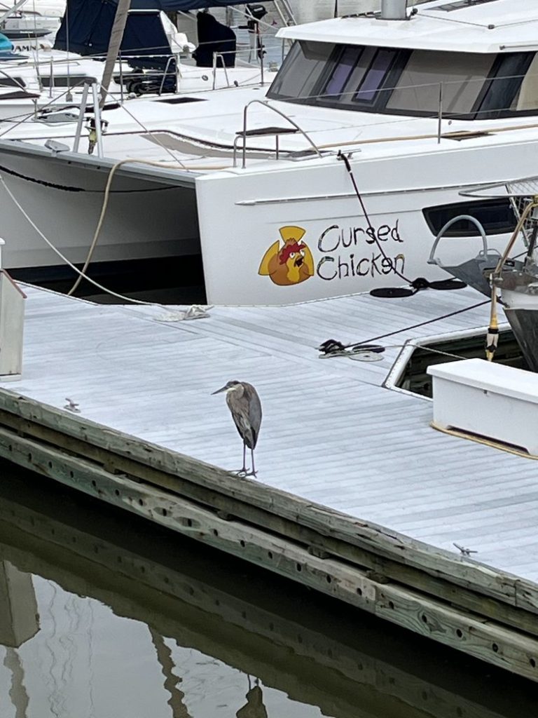 Great Blue Heron at Shelter Cove Marina