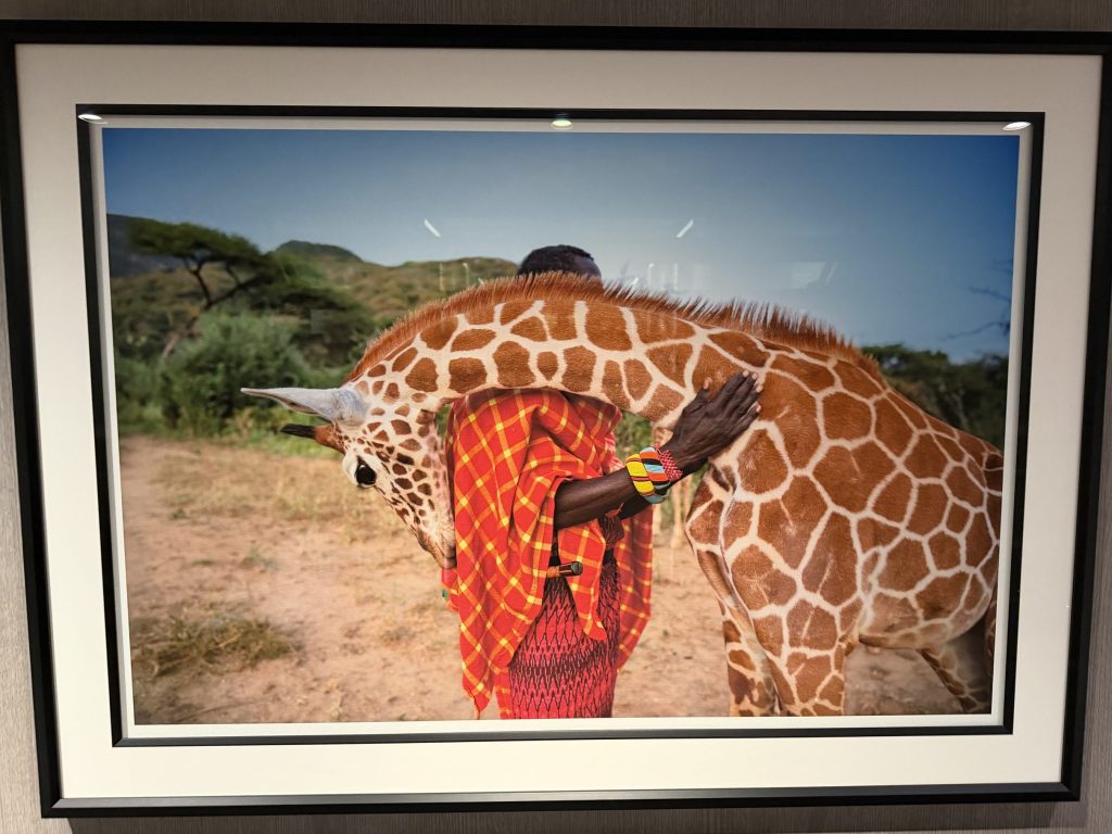 Celebrity Xcel Art - Giraffe