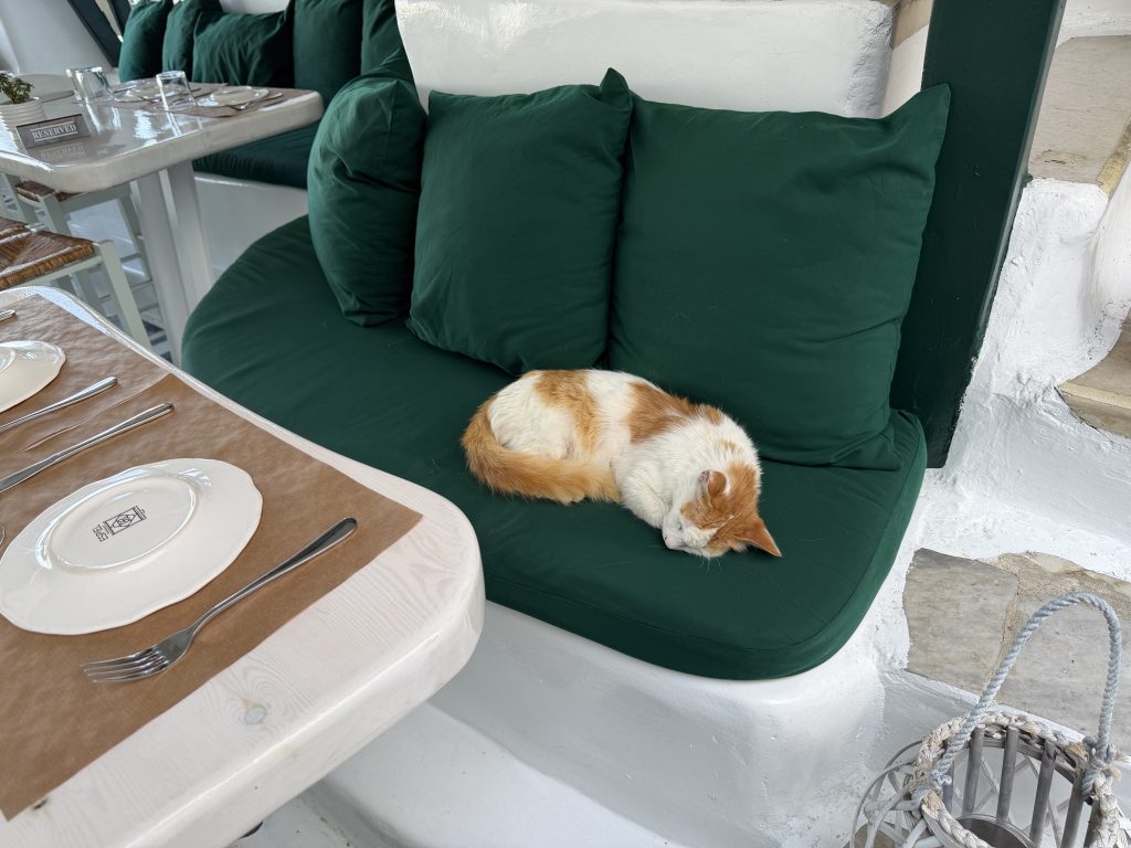 Mykonos Cat Snoozing in a Little Venice Restaurant