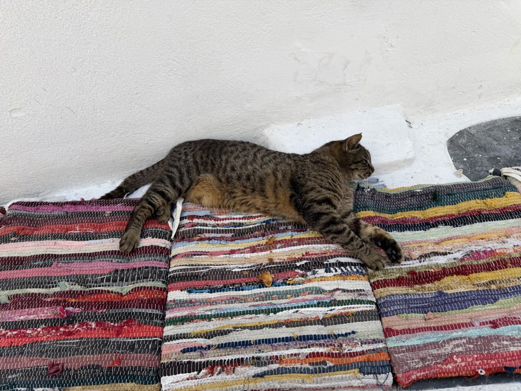 Snoozing Mykonos Cat