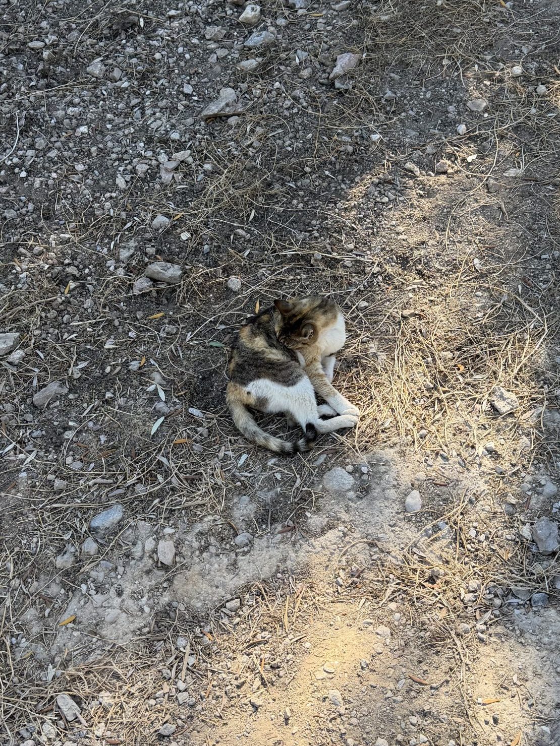 Acropolis Cat